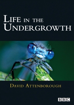 Life in the Undergrowth-watch