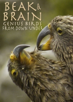 Beak & Brain - Genius Birds from Down Under-watch