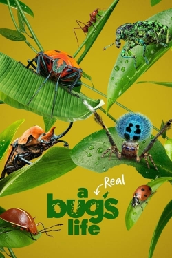 A Real Bug's Life-watch